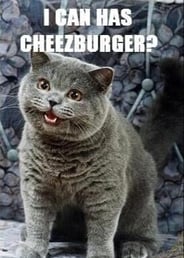famous-cat-meme-which-started-and-launched-the-website-i-can-haz-cheezburger