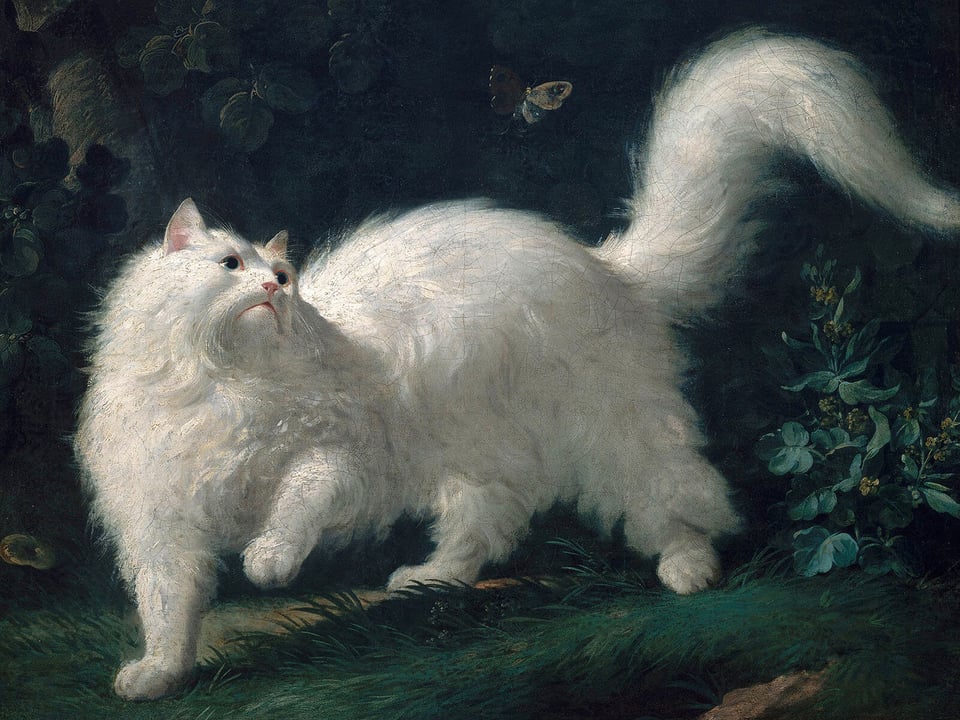 angora-cat-painting-Jean-Jacques-Bachelier